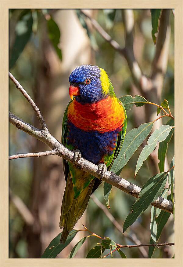 Rainbow Lorikeet Portrait