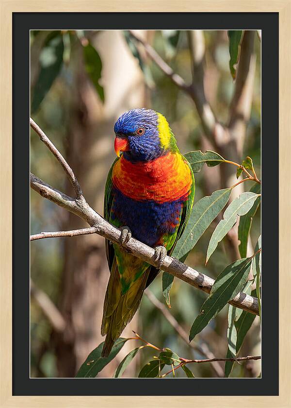 Rainbow Lorikeet Portrait