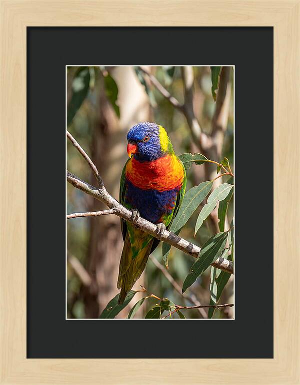 Rainbow Lorikeet Portrait