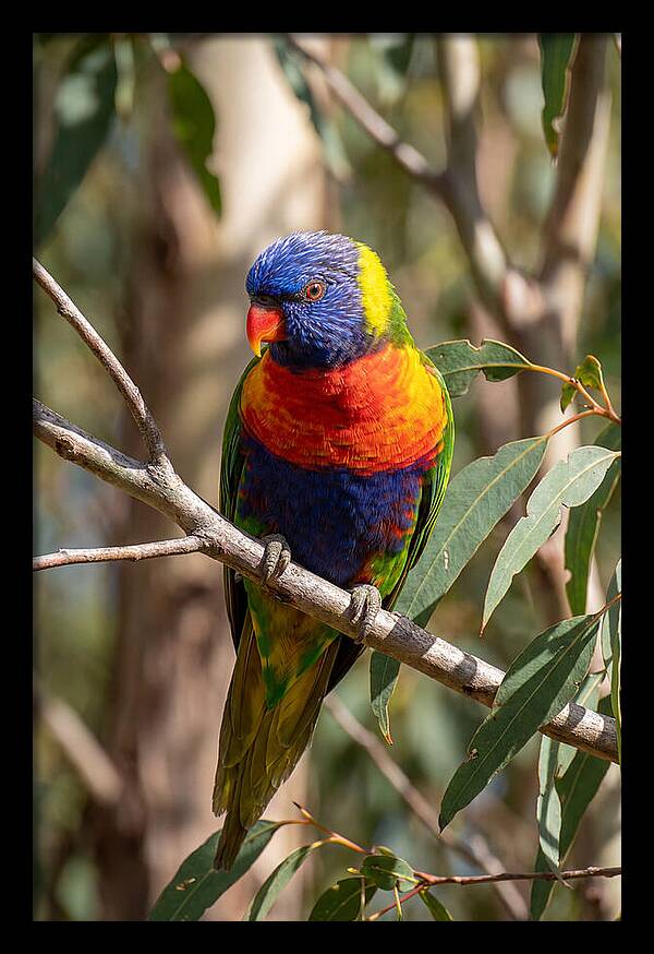 Rainbow Lorikeet Portrait