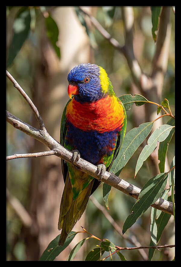 Rainbow Lorikeet Portrait