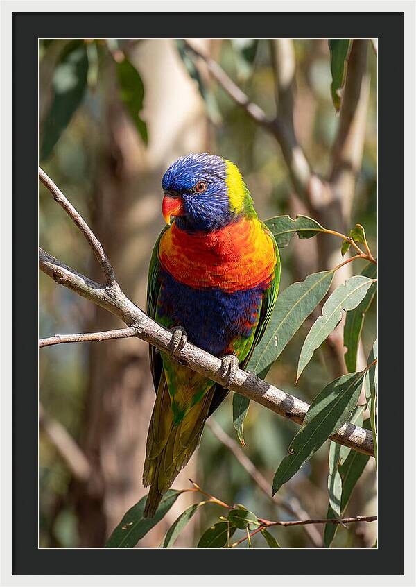 Rainbow Lorikeet Portrait