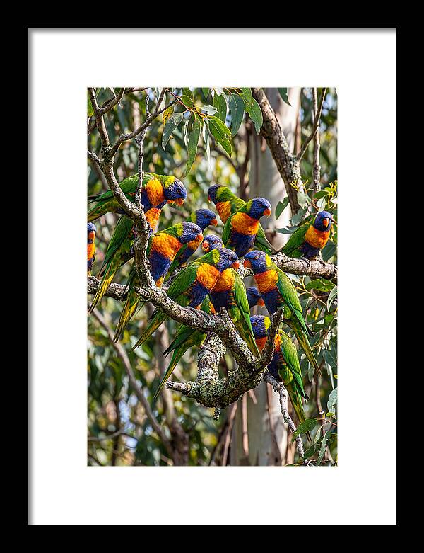 Rainbow Lorikeets Gathering Together