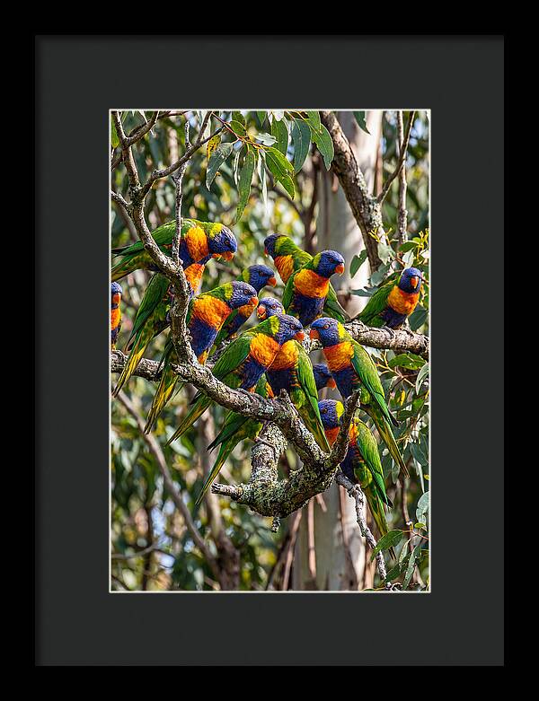 Rainbow Lorikeets Gathering Together
