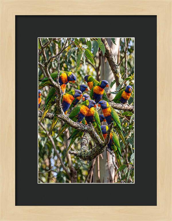 Rainbow Lorikeets Gathering Together