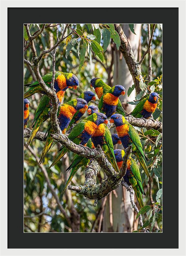 Rainbow Lorikeets Gathering Together