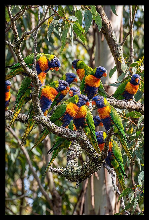 Rainbow Lorikeets Gathering Together