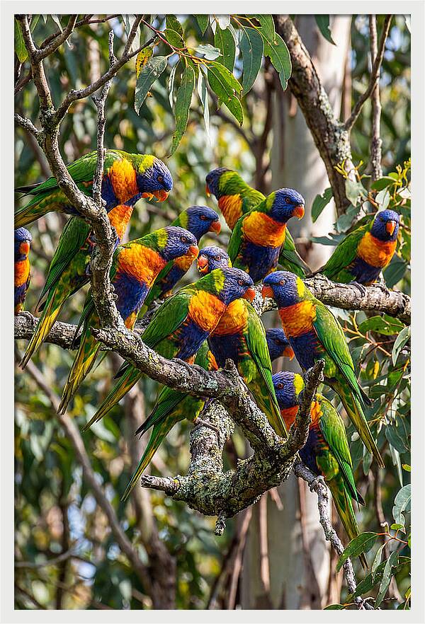 Rainbow Lorikeets Gathering Together