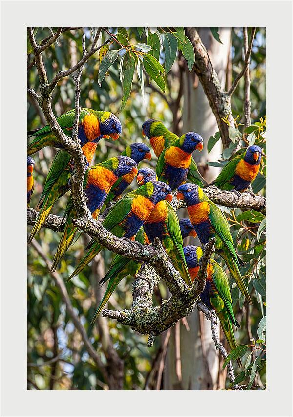 Rainbow Lorikeets Gathering Together
