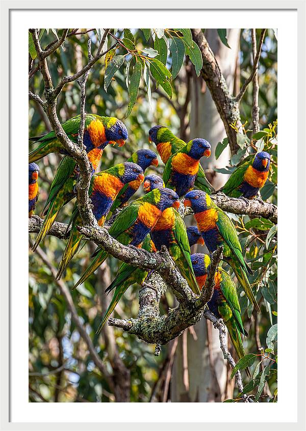 Rainbow Lorikeets Gathering Together