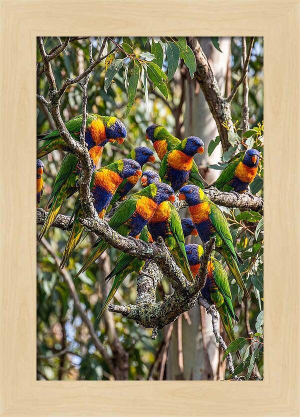 Rainbow Lorikeets Gathering Together