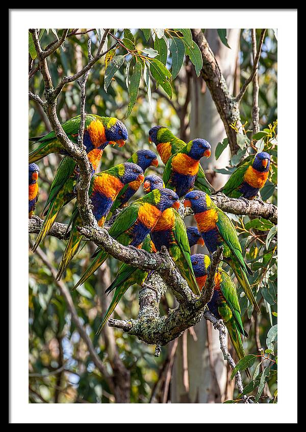 Rainbow Lorikeets Gathering Together