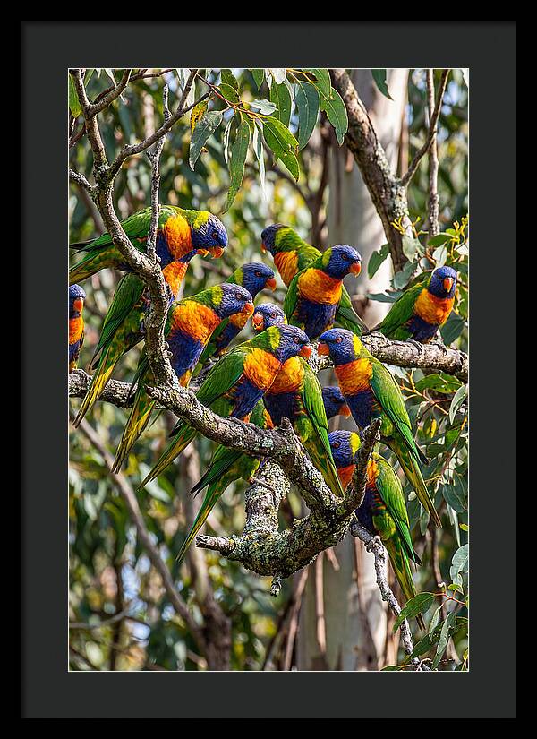 Rainbow Lorikeets Gathering Together