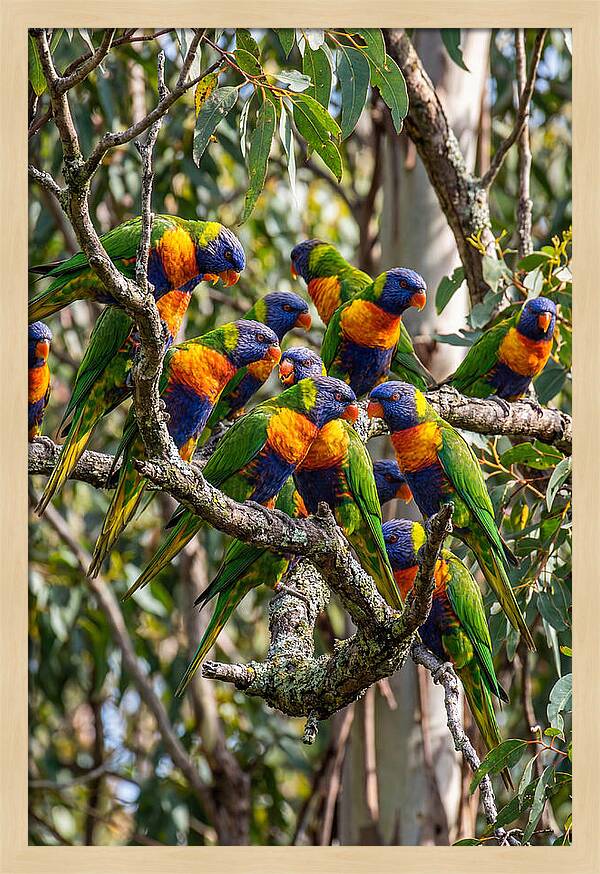 Rainbow Lorikeets Gathering Together