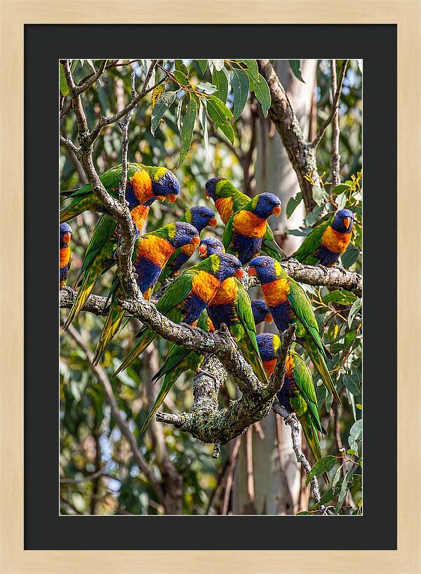 Rainbow Lorikeets Gathering Together