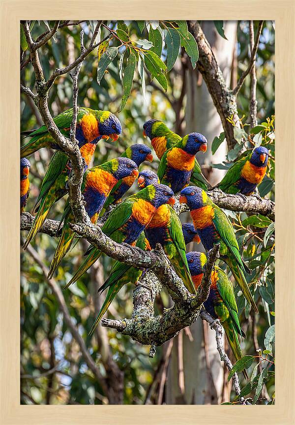 Rainbow Lorikeets Gathering Together