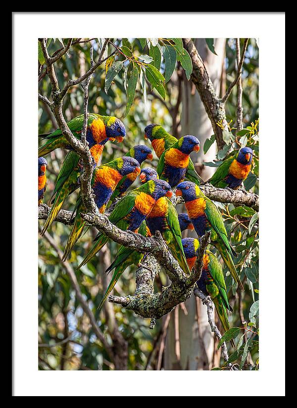 Rainbow Lorikeets Gathering Together