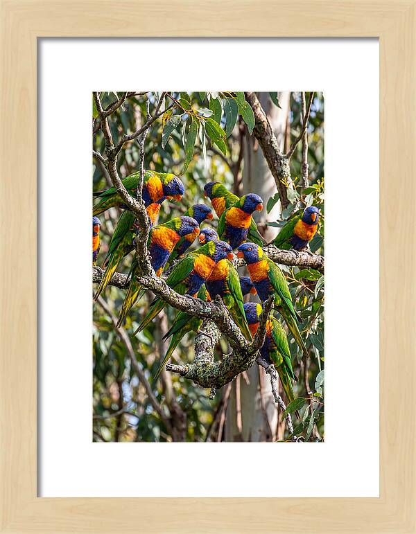 Rainbow Lorikeets Gathering Together