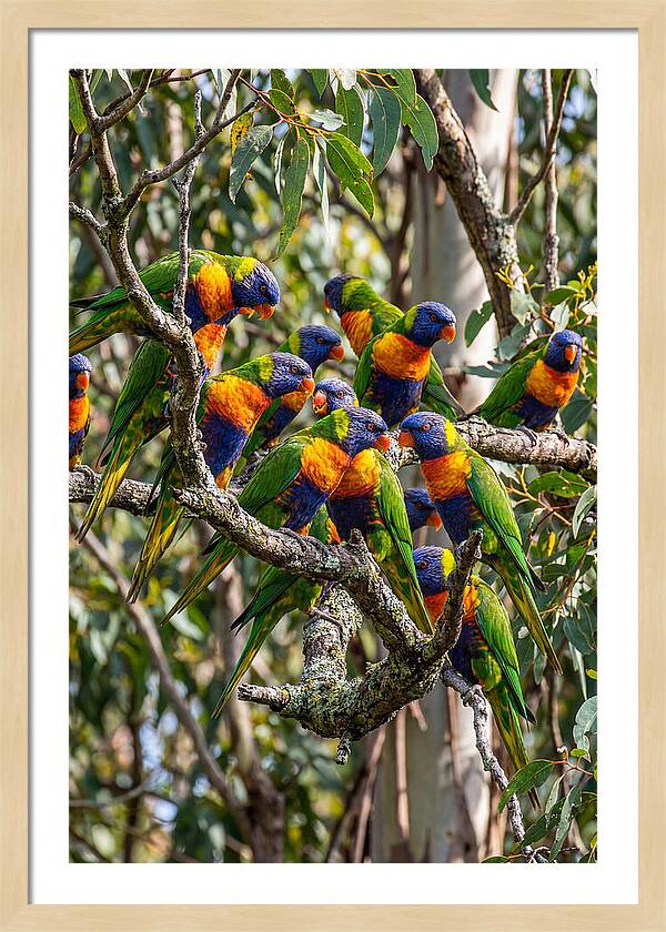 Rainbow Lorikeets Gathering Together