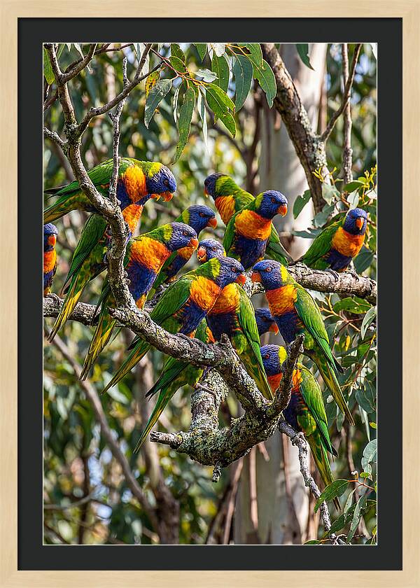 Rainbow Lorikeets Gathering Together