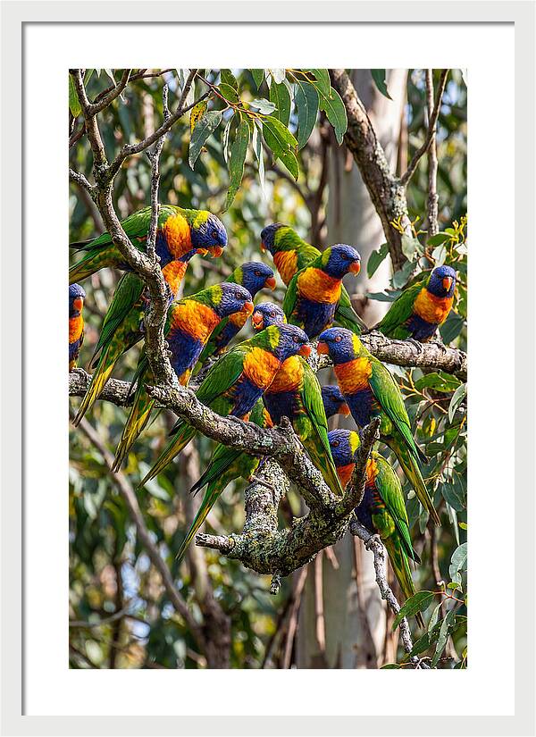 Rainbow Lorikeets Gathering Together