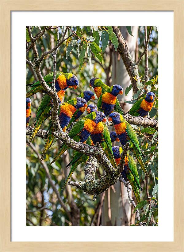 Rainbow Lorikeets Gathering Together
