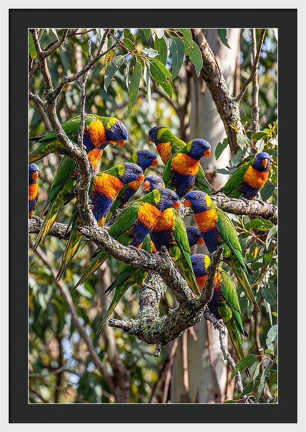 Rainbow Lorikeets Gathering Together