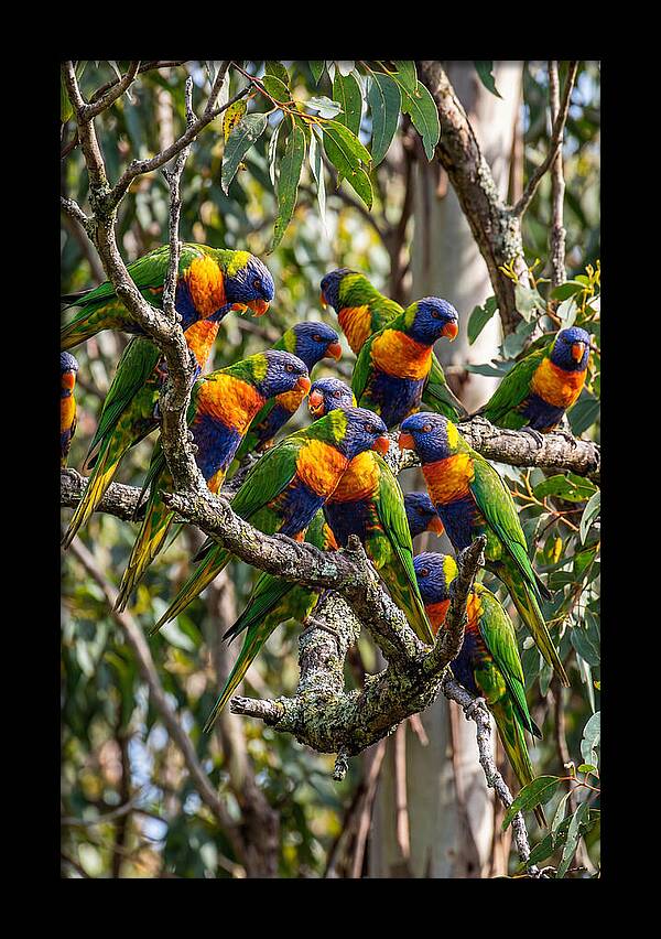 Rainbow Lorikeets Gathering Together