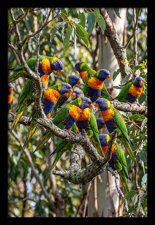 Rainbow Lorikeets Gathering Together