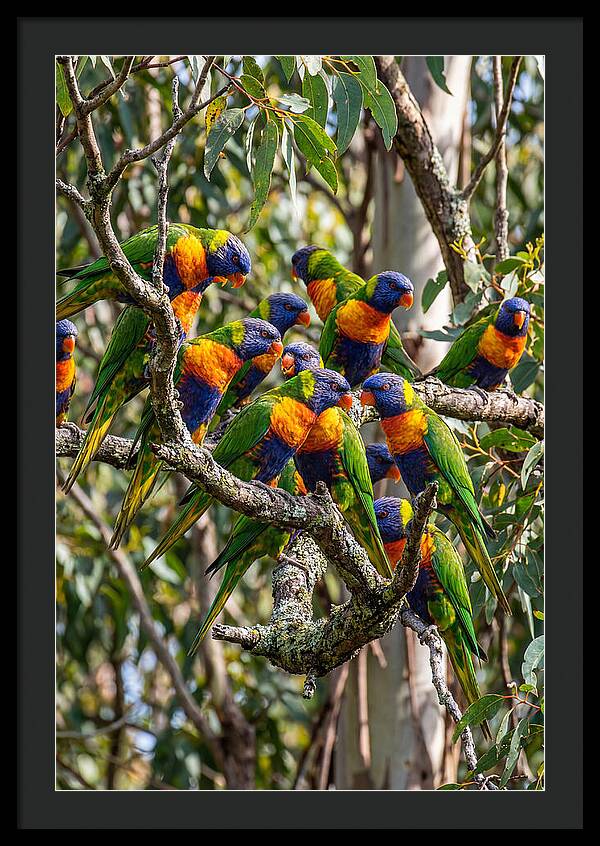 Rainbow Lorikeets Gathering Together