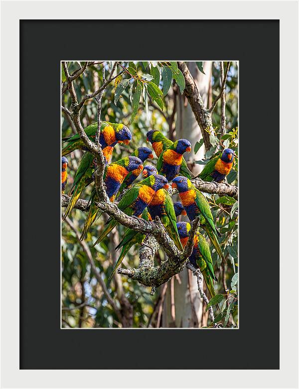 Rainbow Lorikeets Gathering Together