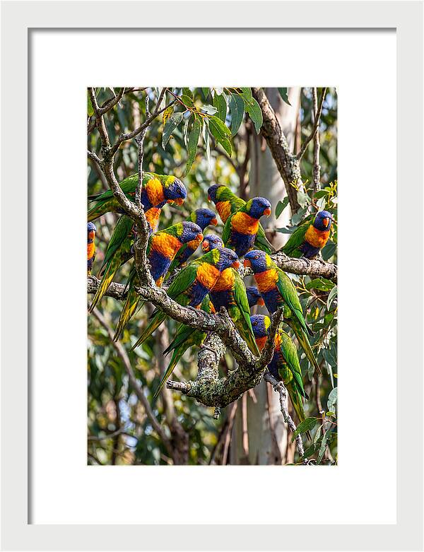 Rainbow Lorikeets Gathering Together