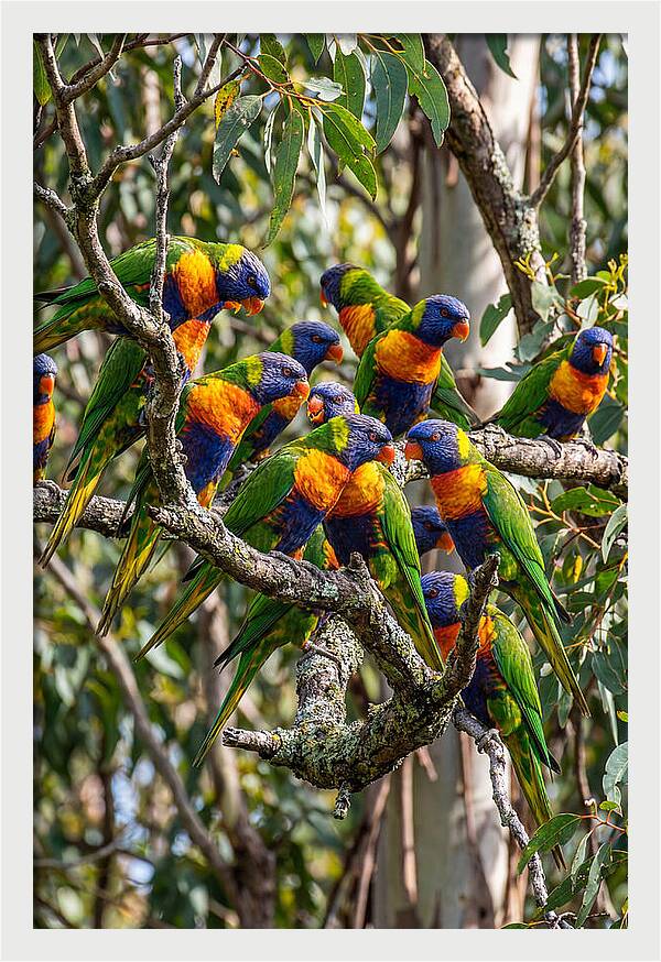 Rainbow Lorikeets Gathering Together