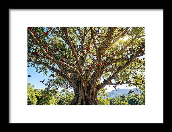 Rainbow Lorikeets In Vibrant Harmony