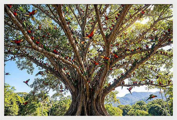 Rainbow Lorikeets In Vibrant Harmony