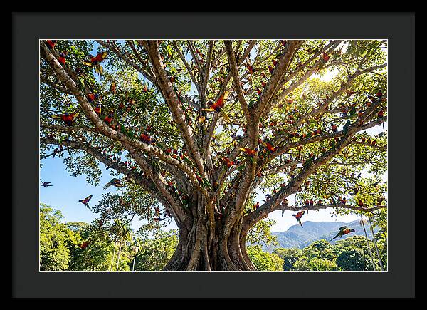 Rainbow Lorikeets In Vibrant Harmony