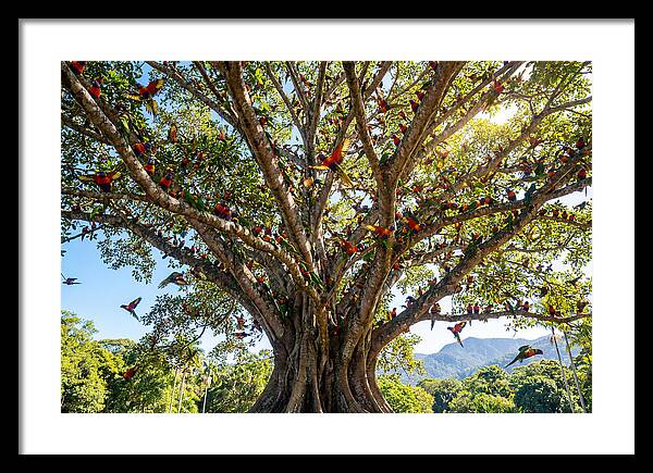 Rainbow Lorikeets In Vibrant Harmony