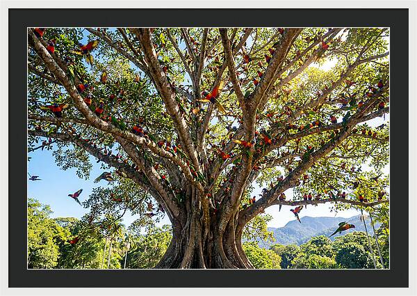 Rainbow Lorikeets In Vibrant Harmony