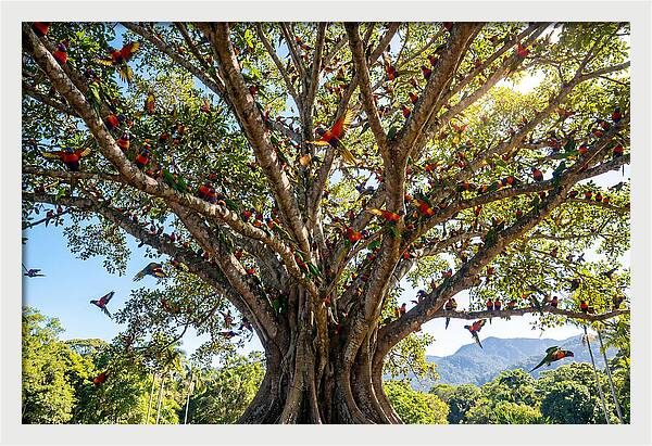 Rainbow Lorikeets In Vibrant Harmony