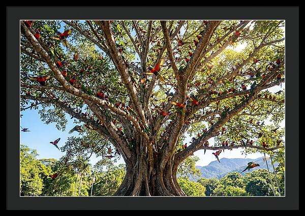 Rainbow Lorikeets In Vibrant Harmony