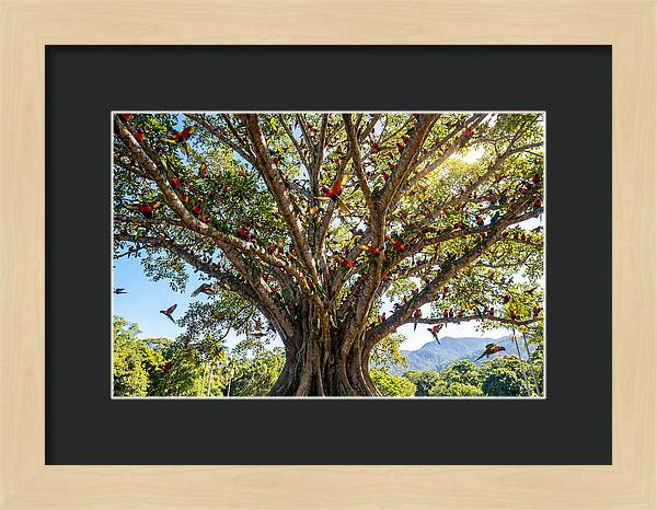 Rainbow Lorikeets In Vibrant Harmony