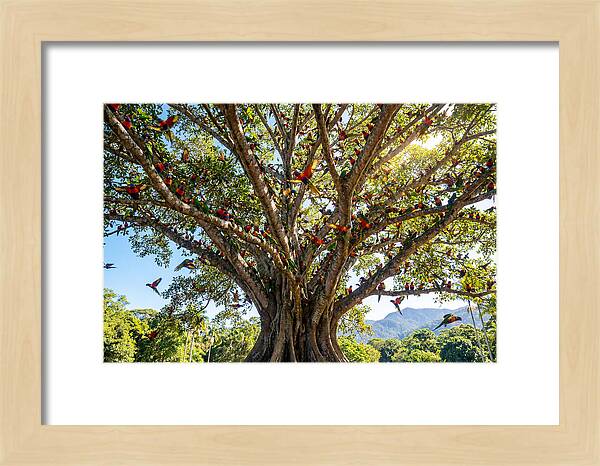 Rainbow Lorikeets In Vibrant Harmony