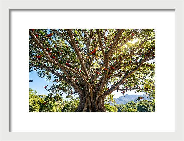Rainbow Lorikeets In Vibrant Harmony