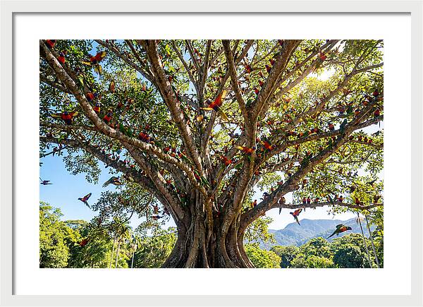 Rainbow Lorikeets In Vibrant Harmony