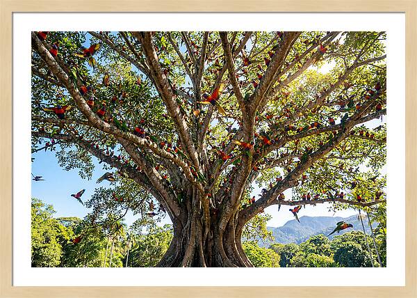Rainbow Lorikeets In Vibrant Harmony