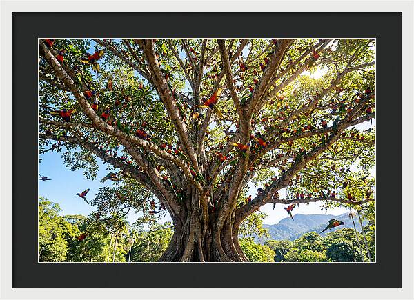 Rainbow Lorikeets In Vibrant Harmony
