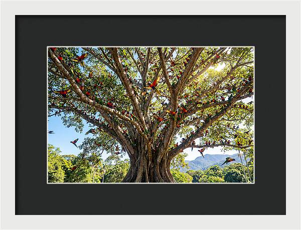 Rainbow Lorikeets In Vibrant Harmony