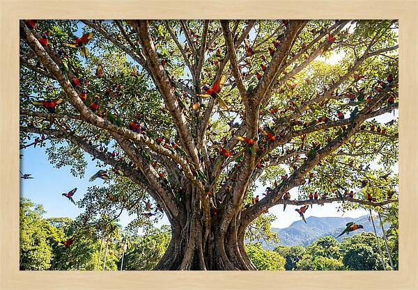 Rainbow Lorikeets In Vibrant Harmony