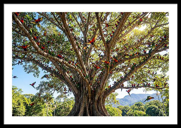 Rainbow Lorikeets In Vibrant Harmony