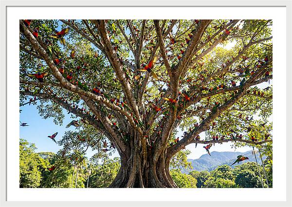 Rainbow Lorikeets In Vibrant Harmony